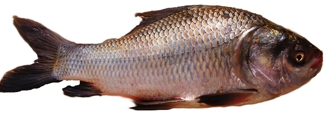 Catla Fish, for Human Consumption, Freezing Process : Cold Storage