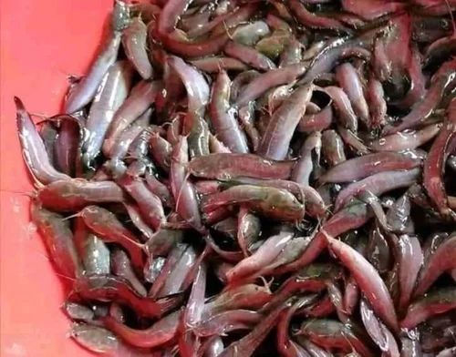 Desi Magur Fish Seed, Style : Alive