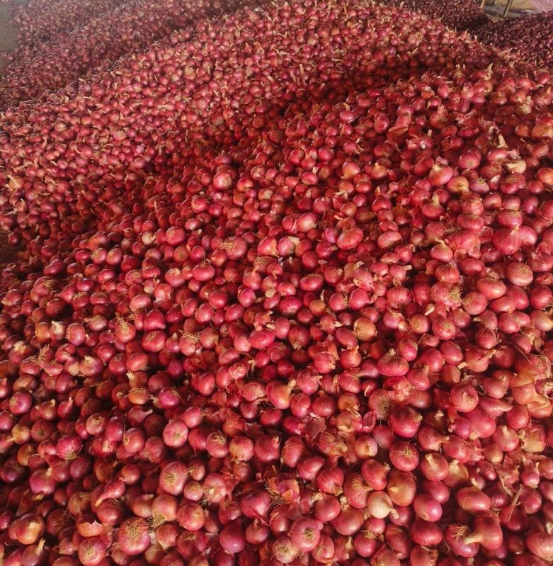 Round Common nashik red onions, for Human Consumption, Packaging Size : 50 Kg