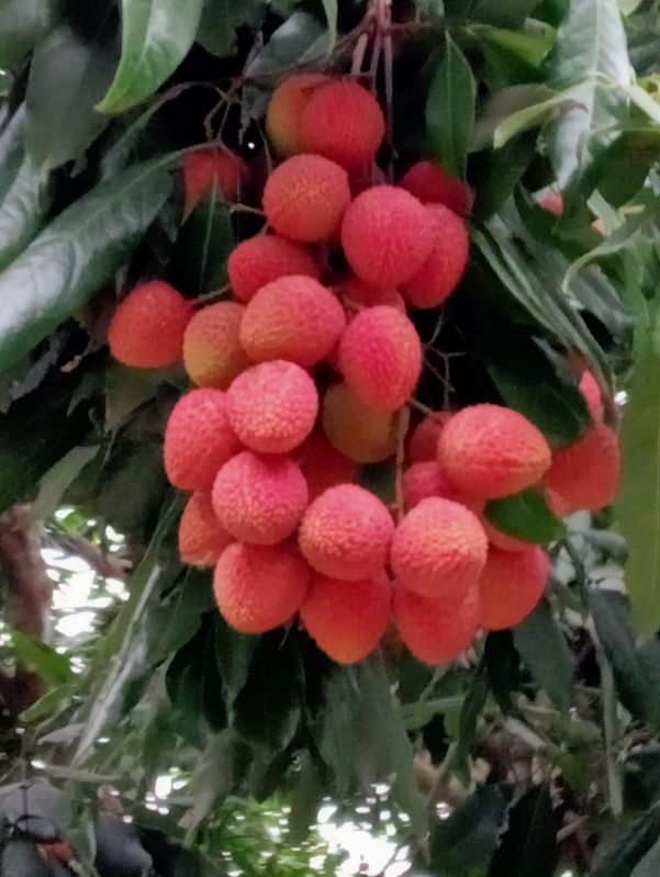 Fresh Litchi