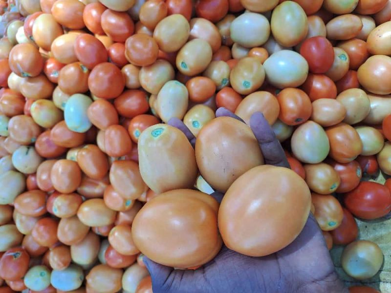 Hybrid tomato, Packaging Size : 25kg