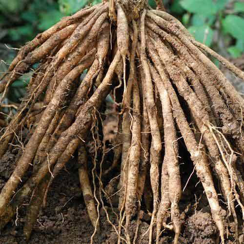 Organic Shatavari Roots, for Ayurvedic Medicine