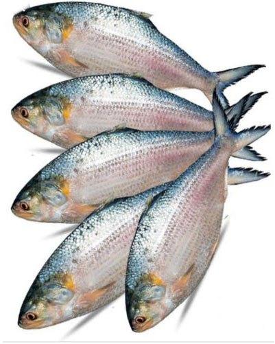 Shiny Silver Fresh Hilsa Fish, for Cooking, Making Oil, Freezing Process : Cold Storage