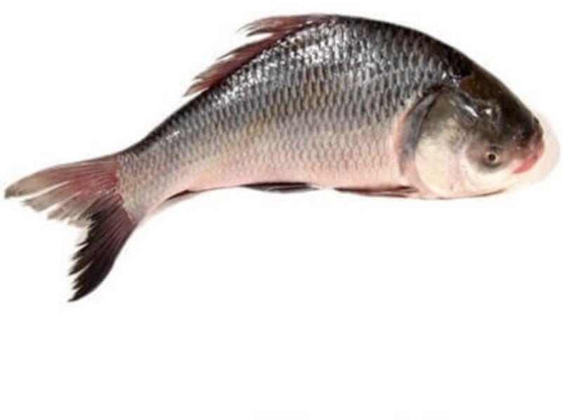 Shiny Silver Fresh Katla Fish, for Cooking, Food, Making Oil, Freezing Process : Cold Storage