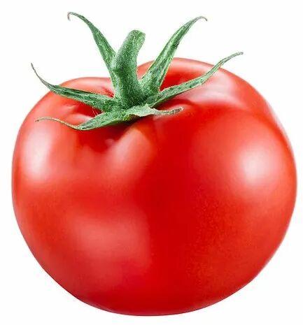 Fresh Tomato, for Cooking, Shelf Life : 5-10 Days