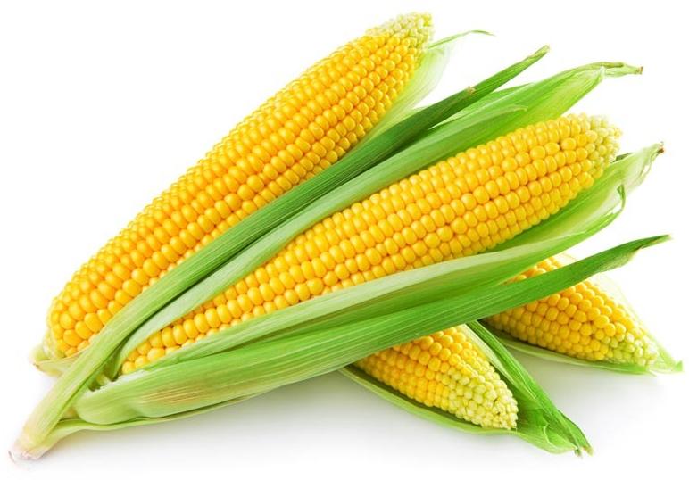 Common Yellow Corn, for Animal Feed, Flour, Cattle Feed, Style : Dried