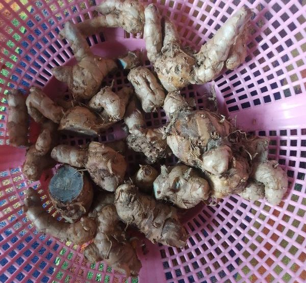 Organic Black Turmeric, For Ayurvedic Products, Cosmetic Products, Herbal Products, Packaging Type : Gunny Bags