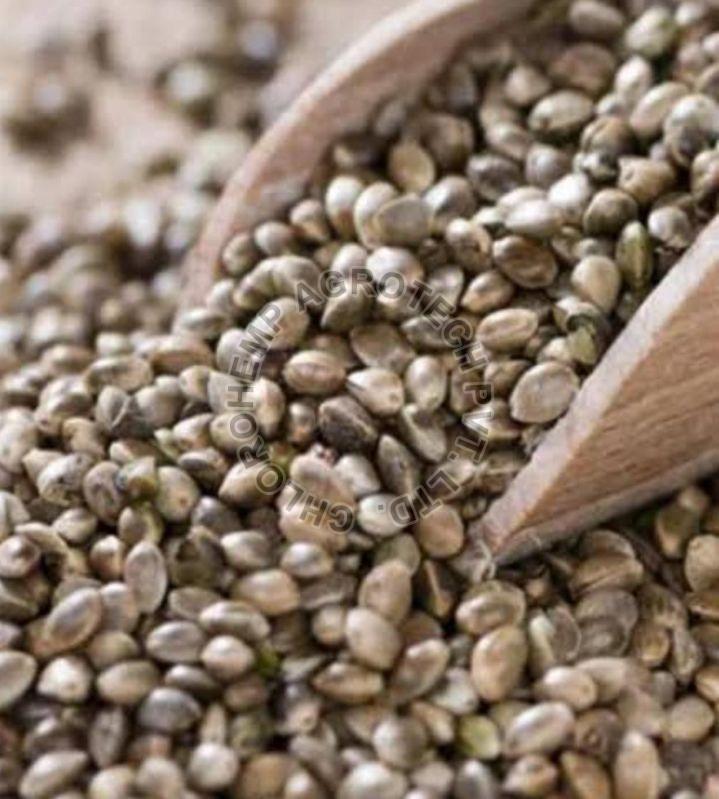 Brown Natural Raw Hemp Seeds, for Agriculture, Packaging Size : 25kg