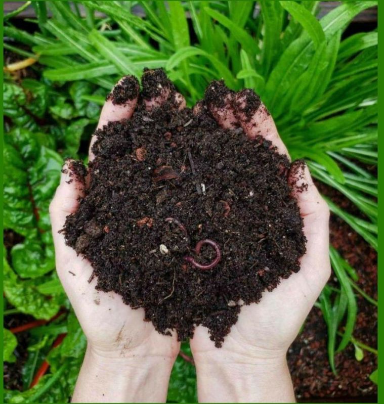 Black Organic Pure Vermicompost Fertilizer, for Agriculture, Packaging Type : Plastic Bag