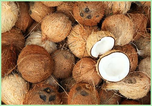 Natural Coconut, for Pooja, Medicines, Cosmetics, Cooking, Grade : 1st Grade