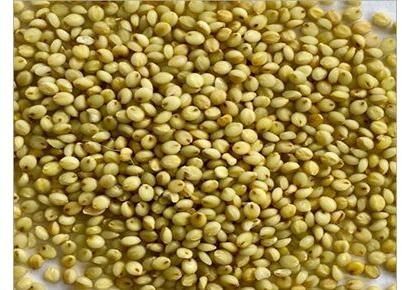 Browntop Millet