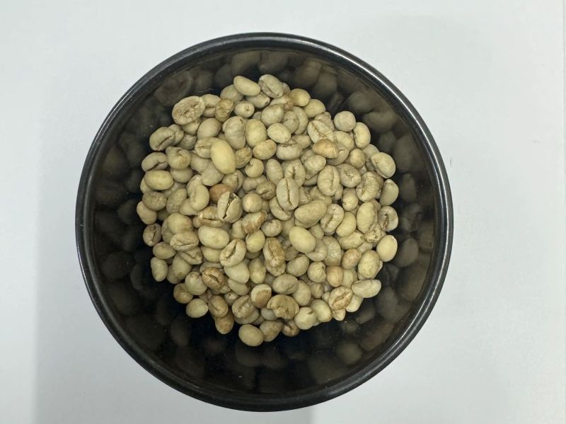 Green C Grade Robusta Parchment Coffee Beans, Shelf Life 18 Months