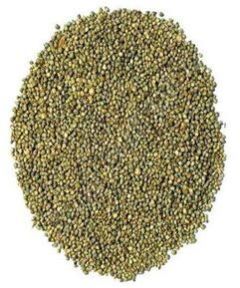 pearl millet