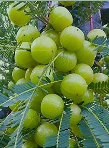 Organic Amla, for Skin Products, Murabba, Medicine, Hair Oil, Cooking, Packaging Size : 5-20kg