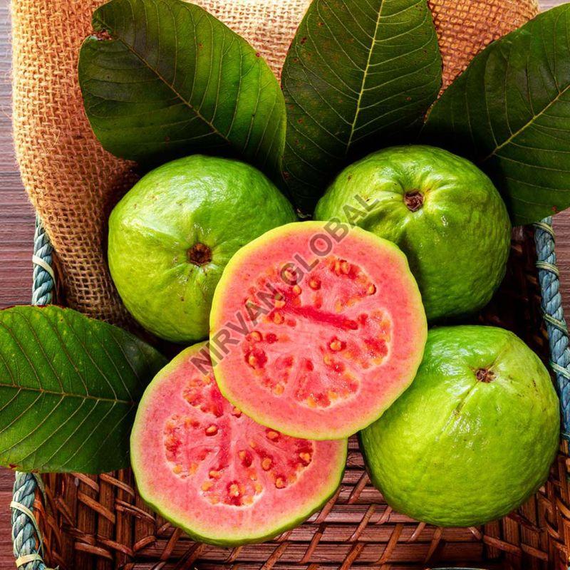 Round Natural Fresh Guava, for Human Consumption, Certification : FSSAI Certified