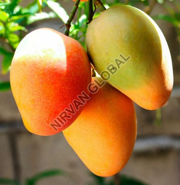 Yellow Natural Fresh Mangoes, for Human Consumption, Packaging Type : Plastic Pouch