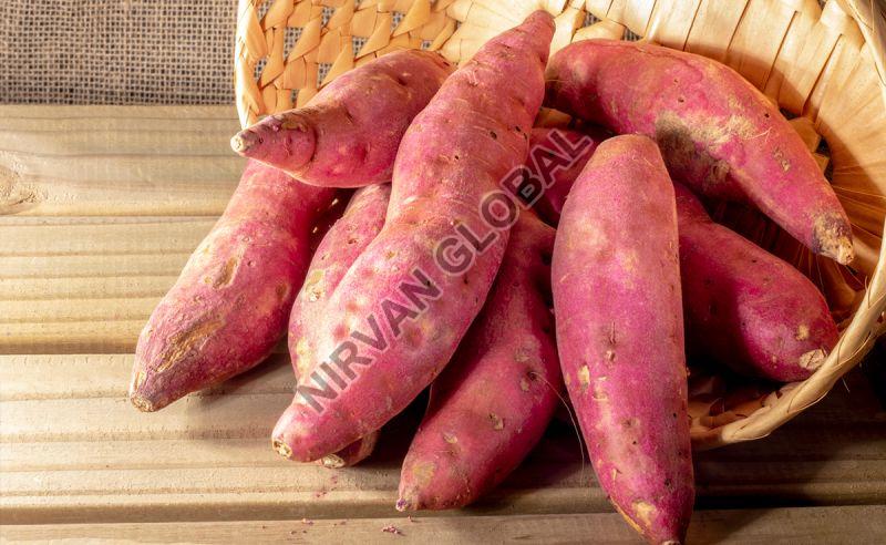 Pink Natural Sweet Potato, for Human Consumption, Storage Tips : Cold Storage