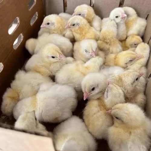 Brown BV 300 Chicks, for Poultry Farming