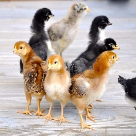 Black Desi Chicks, for Poultry Farming