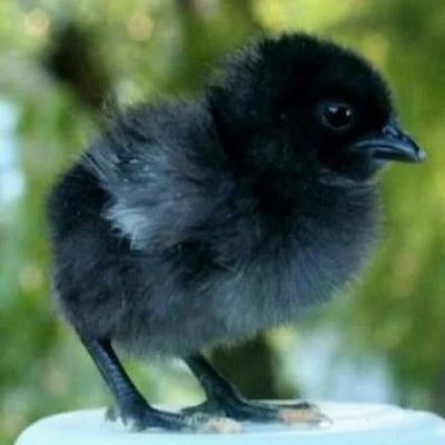 Black Kadaknath Chicks