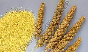 Browntop Millet Seeds