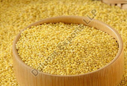Yellow Natural Foxtail Millet Seeds, for Cooking, Style : Dried