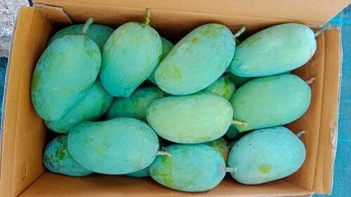 Natural Green Fresh Kesar Mango, for Food Processing, Direct Consumption, Packaging Type : Box