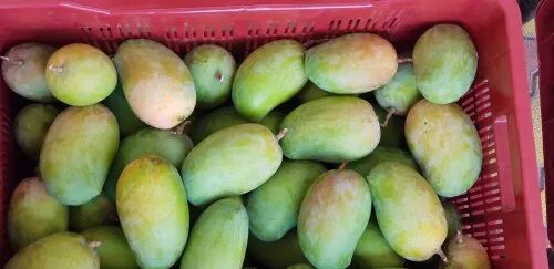 Green Natural Kesar Mango, for Food Processing, Direct Consumption, Feature : Non Pesticide, Healthy