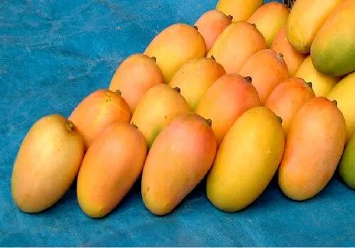 Natural Yellow Kesar Mango, for Food Processing, Direct Consumption, Packaging Size : 10 Kg