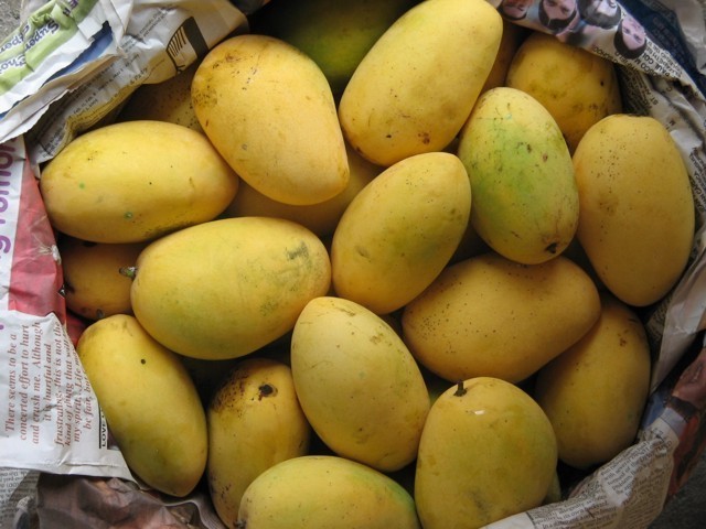 Organic Fresh Chausa Mangoes, Packaging Type : Paper Box