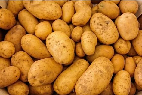 Brown Whole Organic Indore Fresh Potato, for Cooking, Shelf Life : 15 Days