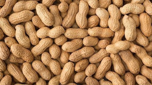 Groundnut Peanut