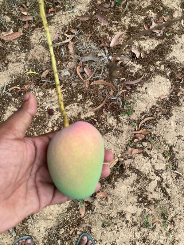 Green Alphanso Mango, for Juice Making, Food Processing, Direct