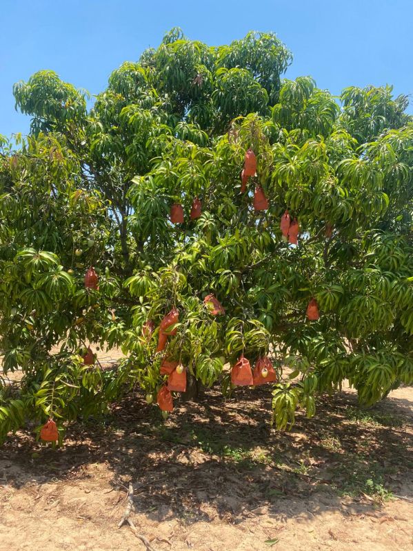 Green Alphanso Mango, for Juice Making, Food Processing, Direct