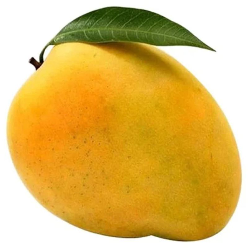 Green Alphanso Mango, for Juice Making, Food Processing, Direct Consumption, Shelf Life : 5-10Days
