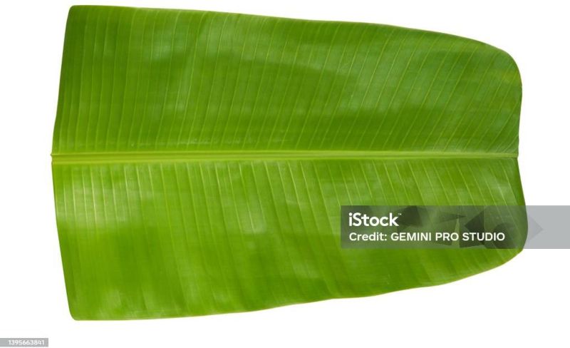 Light Green Banana Leaves, for Making Disposable Items, Packaging Size : 5 Kg