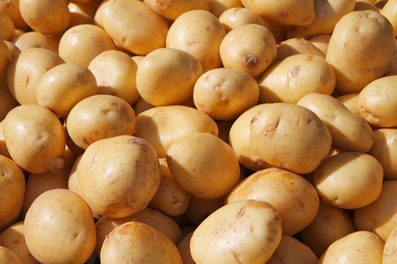 Brown Natural Indian Fresh Potato, for Cooking, Packaging Type : Bag