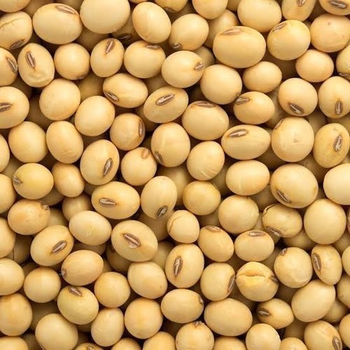 Natural Soybean Seeds, for Human Consumption, Packaging Type : Plastic Pack