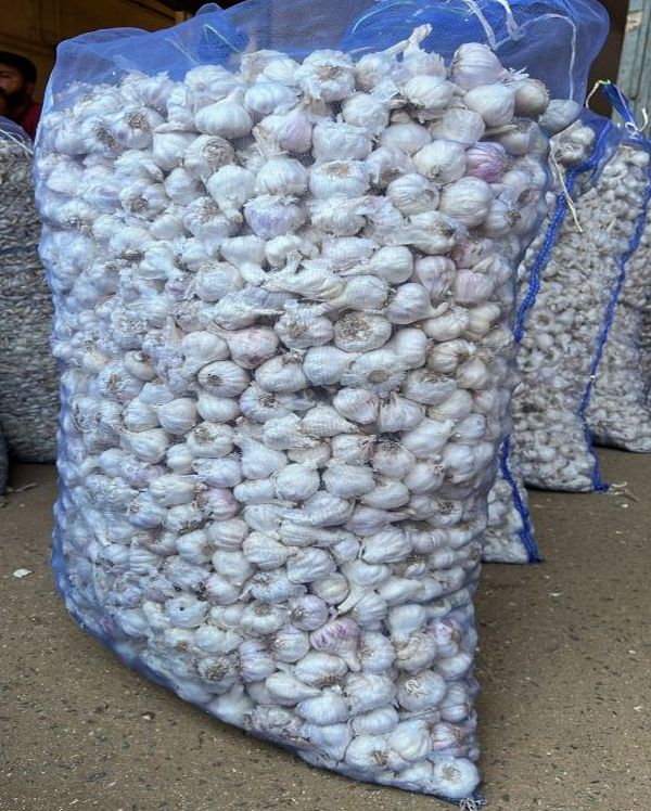 White Whole Desi Laddu Garlic, for Cooking, Human Consumption, Packaging Type : Net Bag