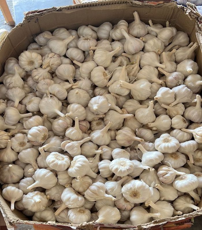 White Ooty Bom Garlic, for Cooking, Human Consumption, Oil Extraction, Packaging Size : 30 Kg
