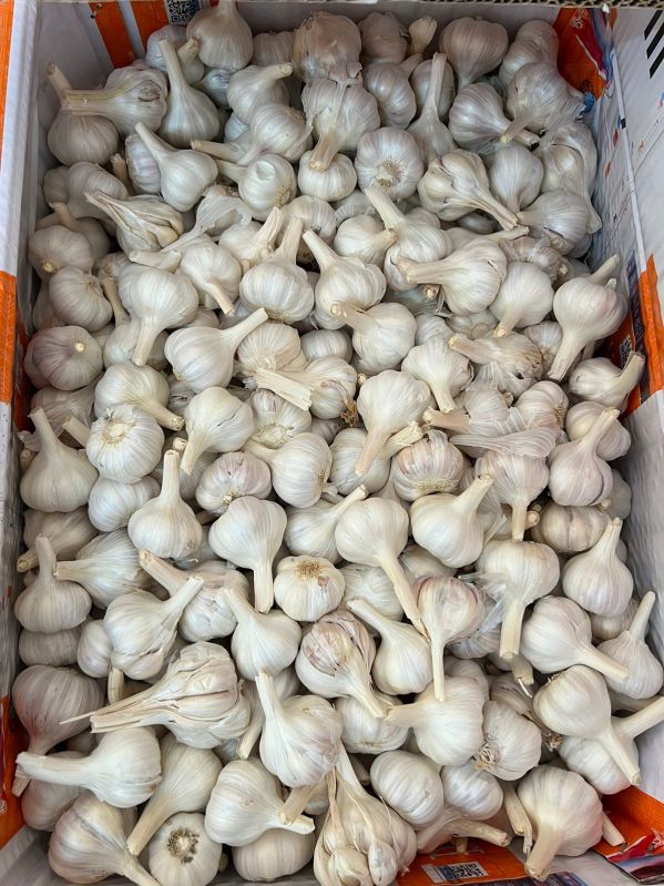 White Natural Fresh Ooty Garlic, for Cooking, Direct Consumption, Packaging Type : Paper Box
