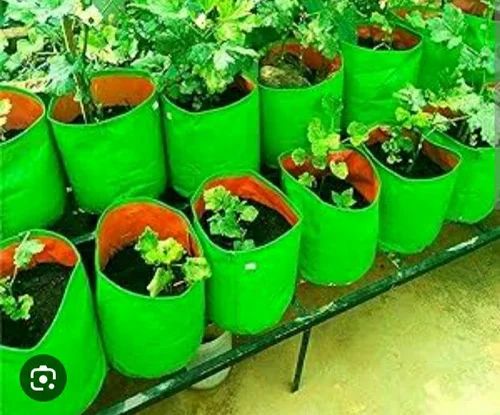 Green HDPE Grow Bag, Size (Inch) : 12 X 12