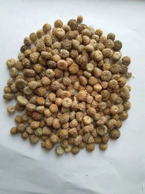 RRS Akarkara Seeds, Form : Dried