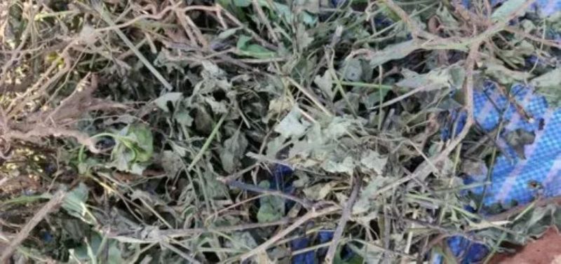 Vajradanti Natural Herbs