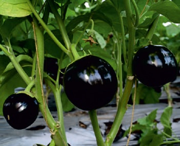 Purple Black Beauty Brinjal Seeds, for Seedlings, Agriculture, Packaging Type : Plastic Pouch