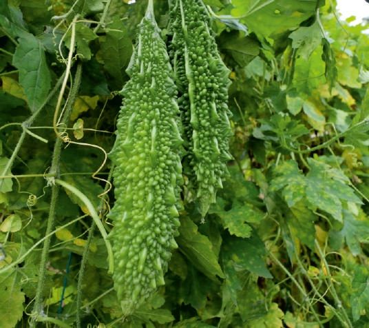 F1-Ajuba Bitter Gourd Seeds