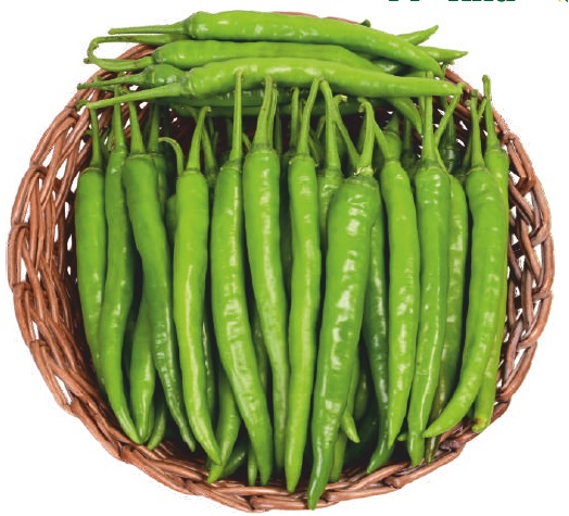 F1-Alia Chilli Seeds, for Seedlings, Packaging Type : Plastic Packet