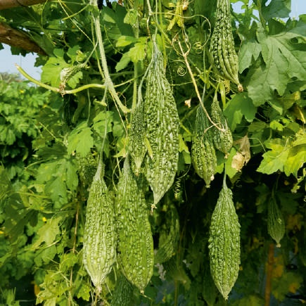 F1 Amrapali Bitter Gourd Seeds, for Seedlings, Packaging Type : Plastic Packet