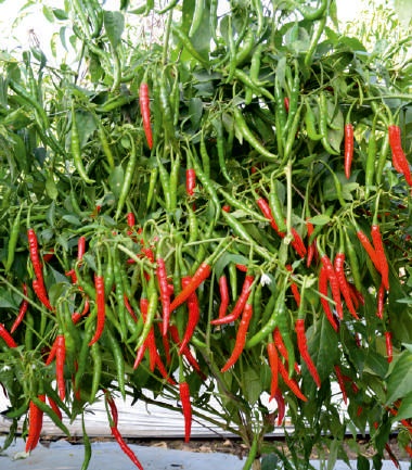 F1-Angari Chilli Seeds, for Seedlings, Packaging Type : Plastic Packet