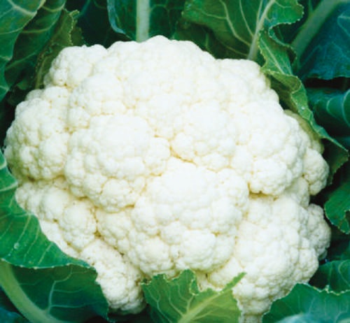 Natural F1-Apsara Cauliflower Seeds, for Agriculture, Packaging Type : Plastic Packet